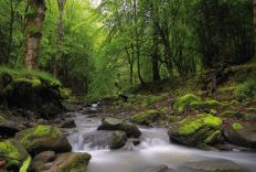 1184 Green Forest